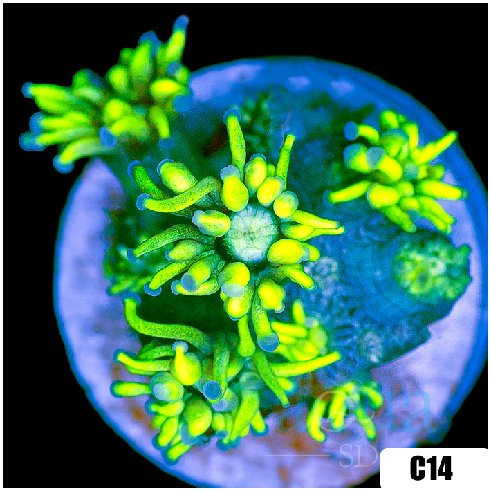 Neon Star Goniopora