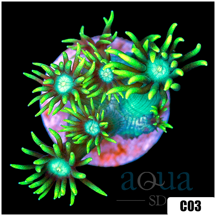 Neon Star Goniopora