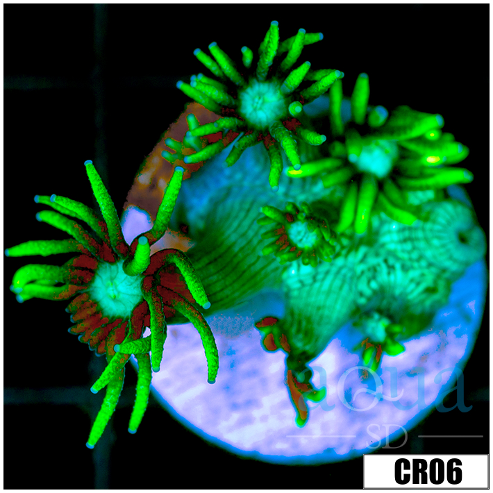 Neon Star Goniopora