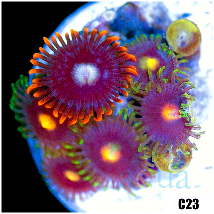 ASD Combo Zoanthids