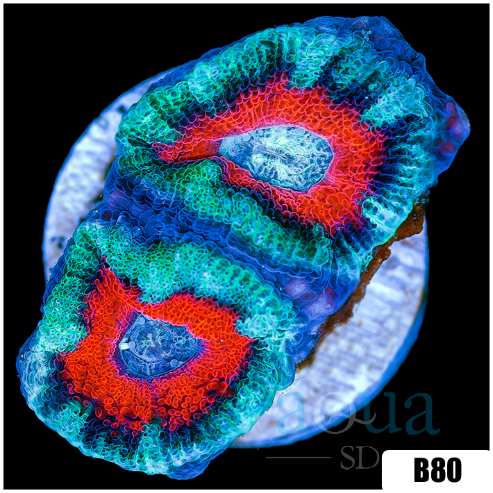 Ice Core Acan Lord
