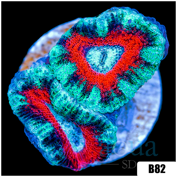 Ice Core Acan Lord