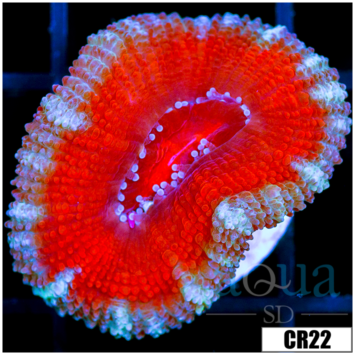 Snow Claw Acan Lord