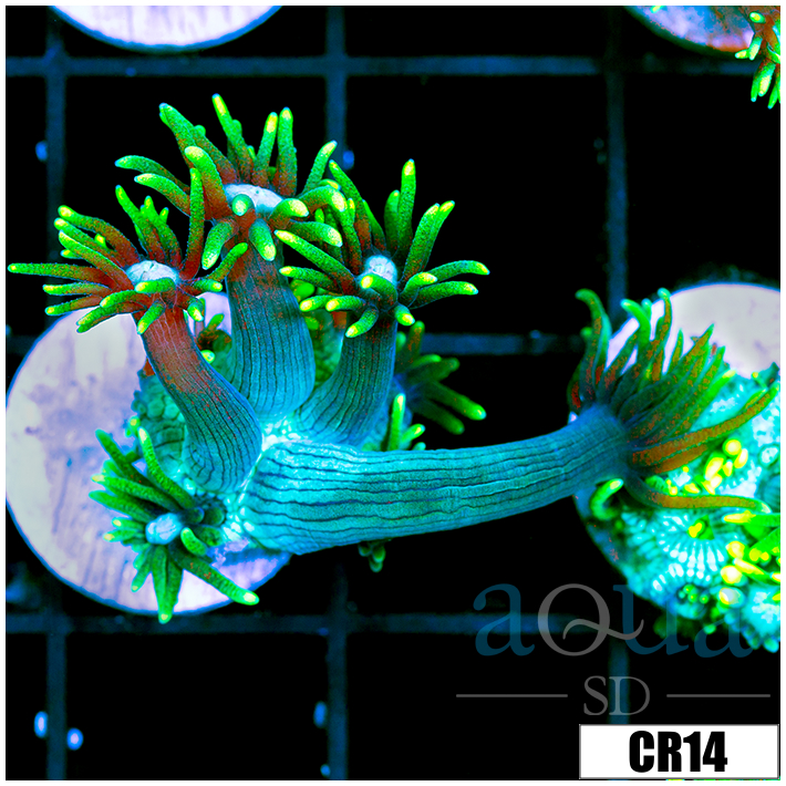 Neon Star Goniopora