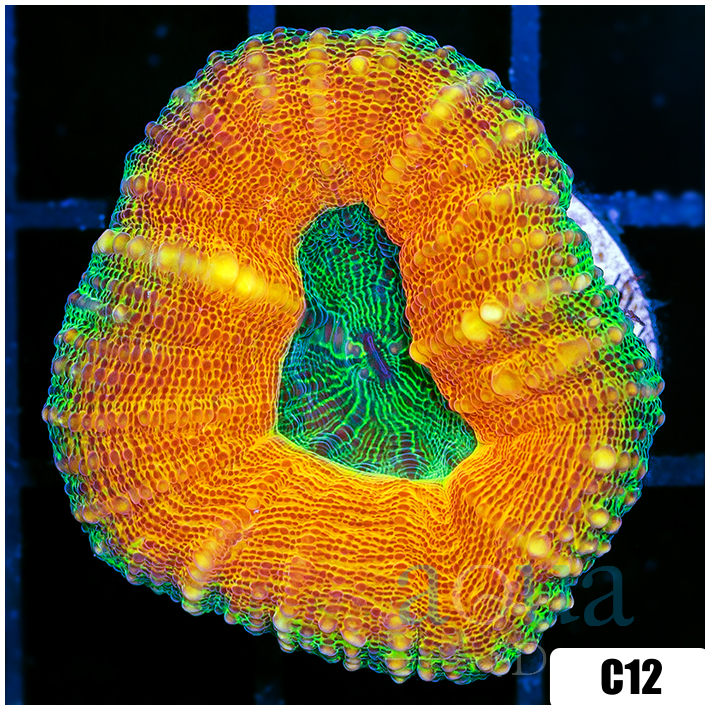 Aussie Ultra Lobophyllia