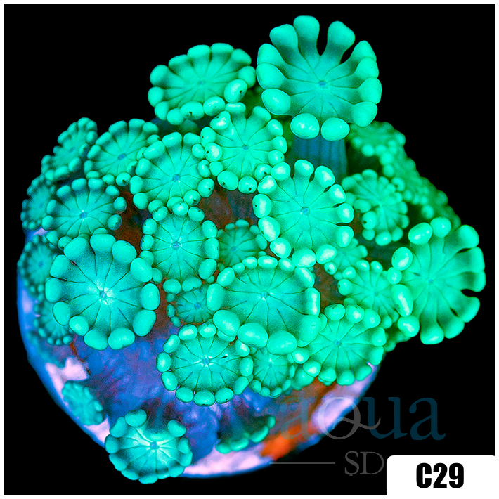 Green Petals Alveopora
