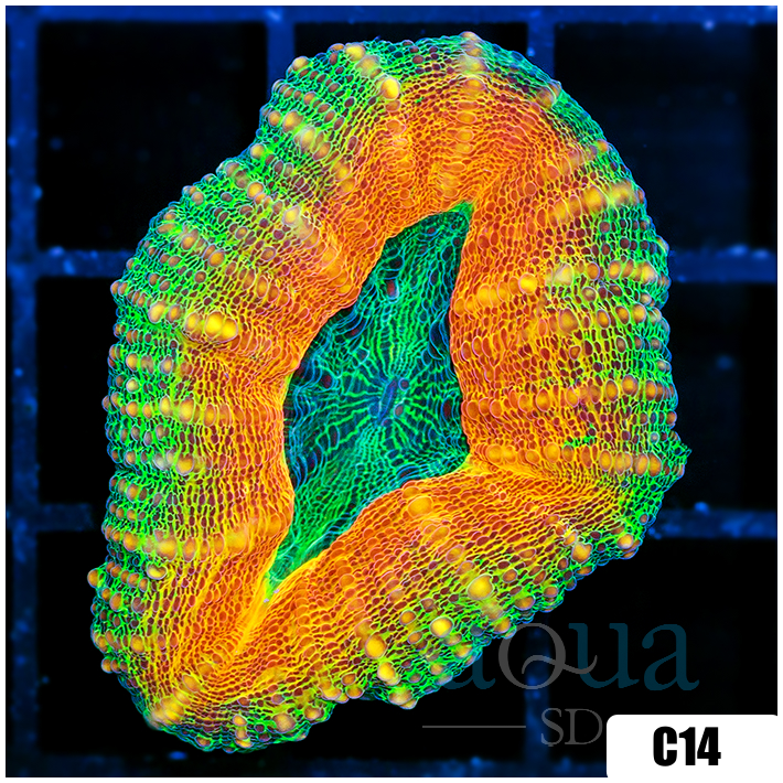 Aussie Ultra Lobophyllia