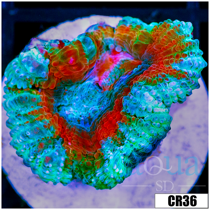 Ice Core Acan Lord
