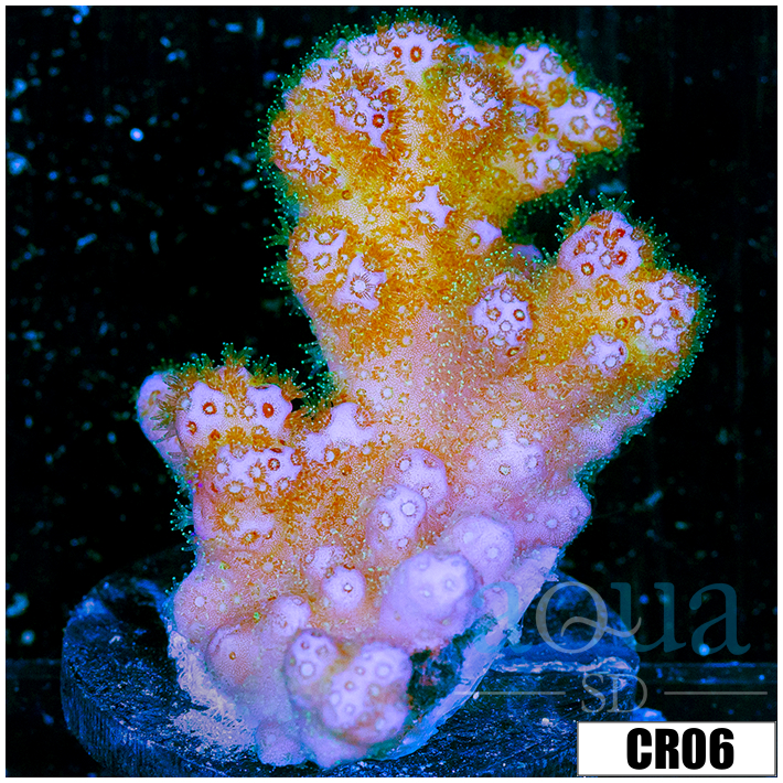 Nuclear Poccilipora