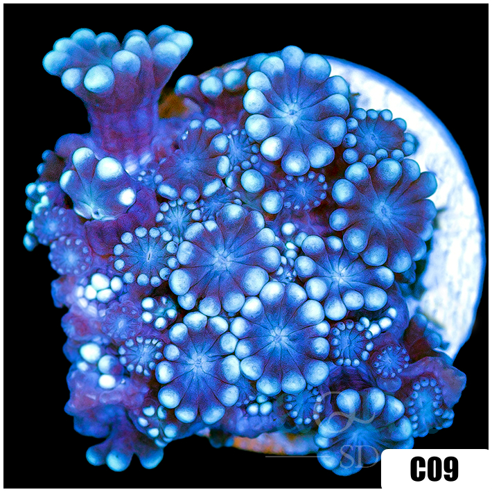 Ice Petals Alveopora