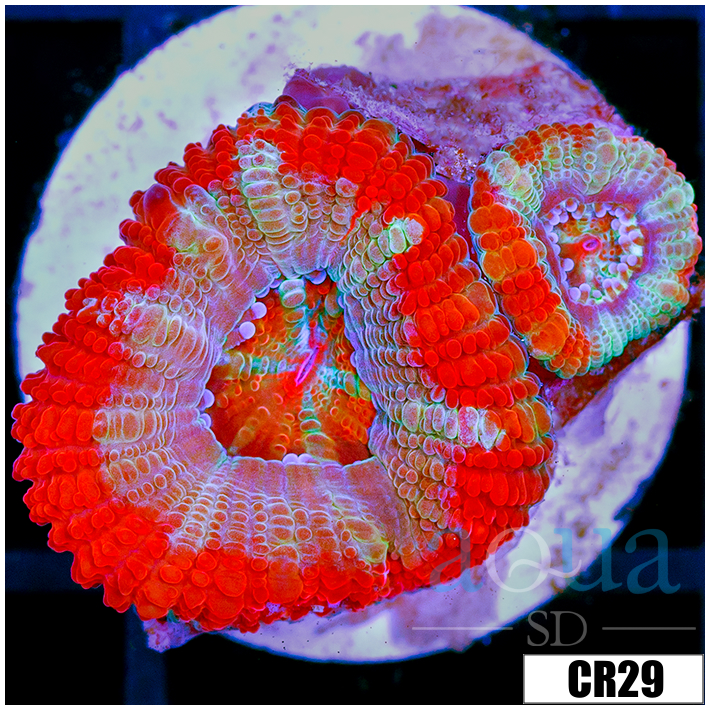 Starmint Acan Lord