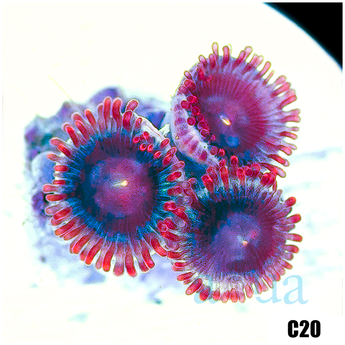 Shadow Fire Zoas