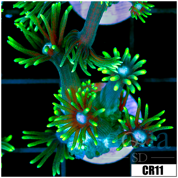 Neon Star Goniopora