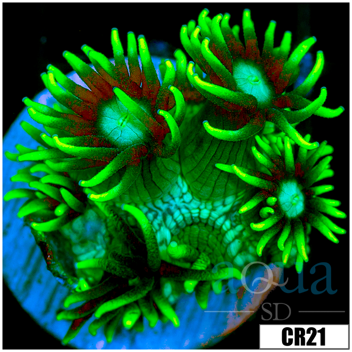 Neon Star Goniopora