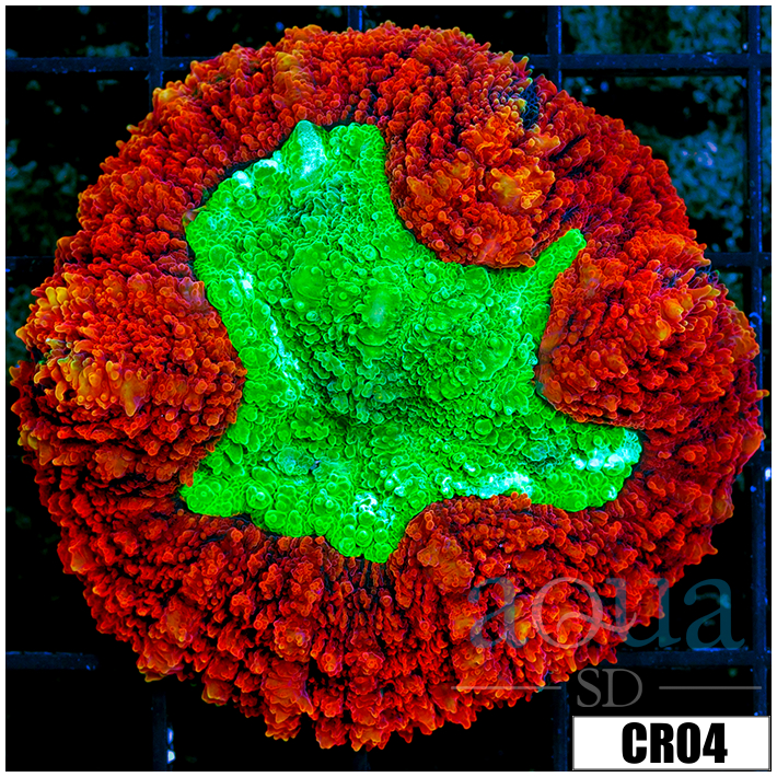 Lava Rim Symphyllia
