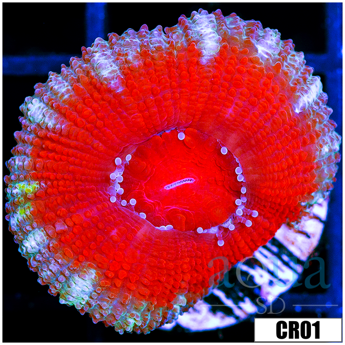 Snow Claw Acan Lord
