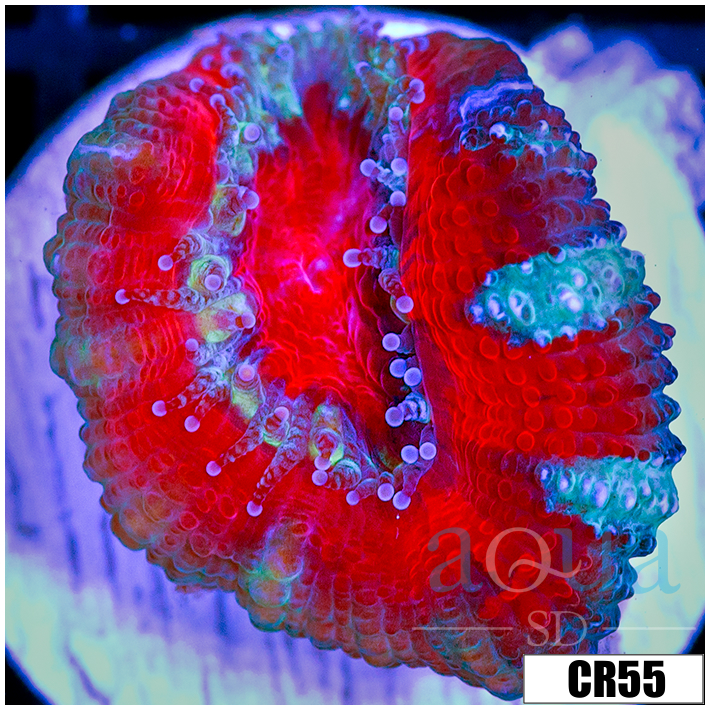 Peppermint Candy Acan Lord