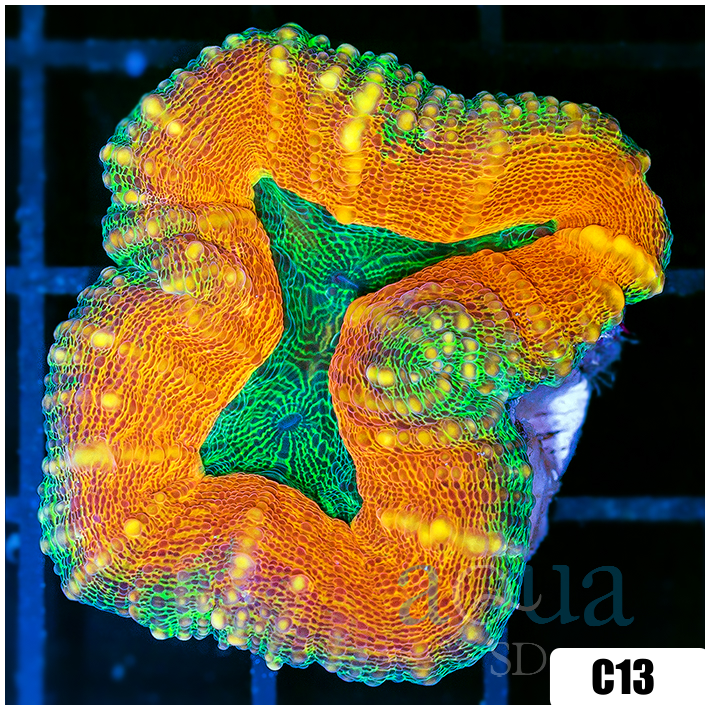 Aussie Ultra Lobophyllia