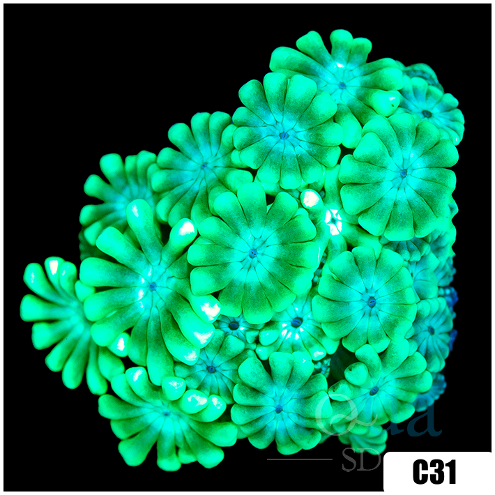 Green Petals Alveopora
