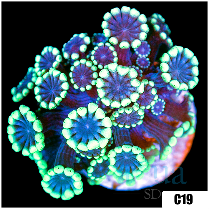 Green Petals Alveopora