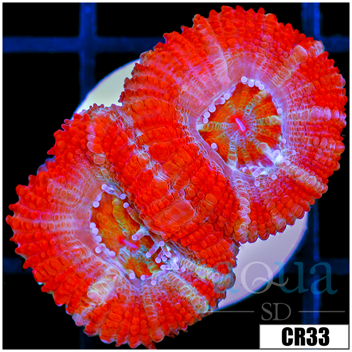 Starmint Acan Lord