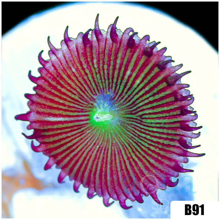 Flytrap Palys