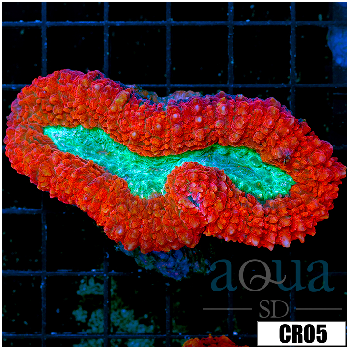 Lava Rim Symphyllia