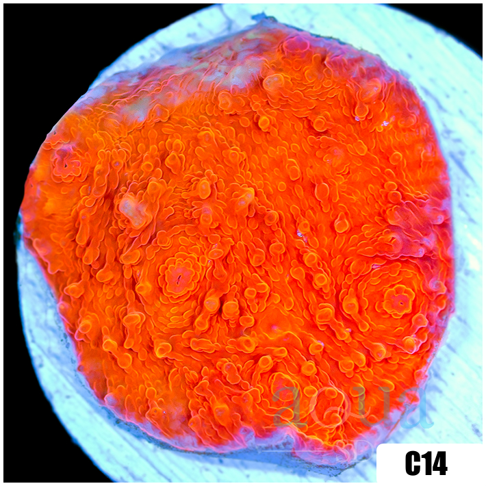 Orange Julious Chalice