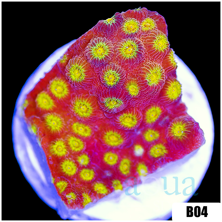 Golden Cyphastrea