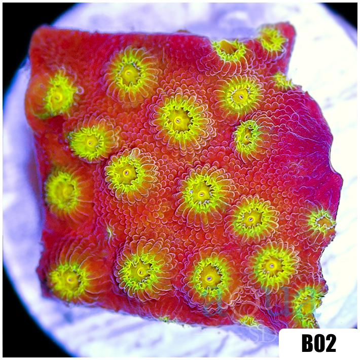 Golden Cyphastrea
