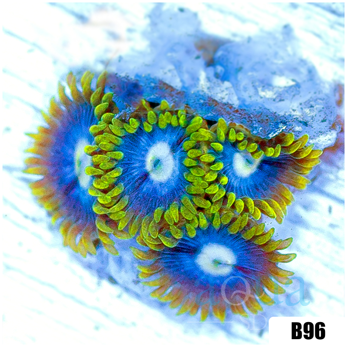Blowpop Zoanthids