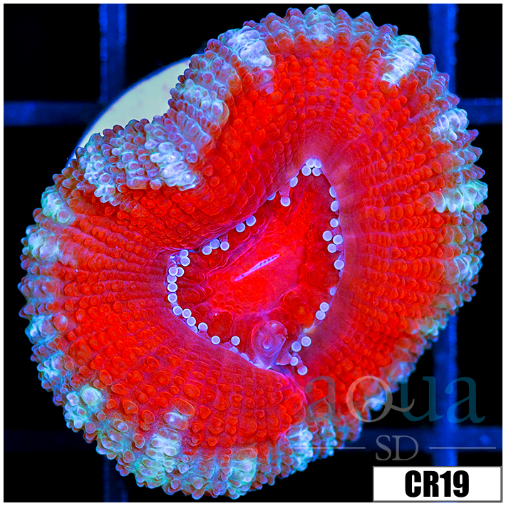 Snow Claw Acan Lord