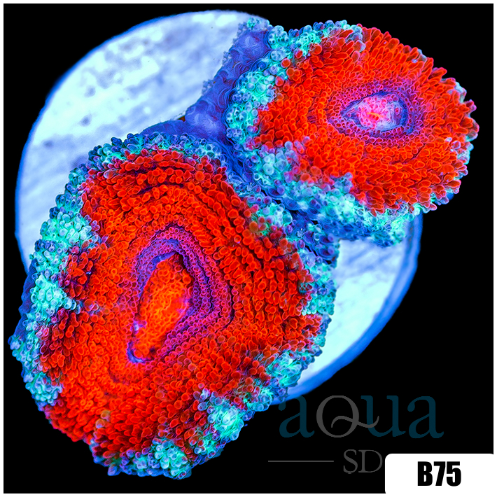 Teal Claw Acan Lord