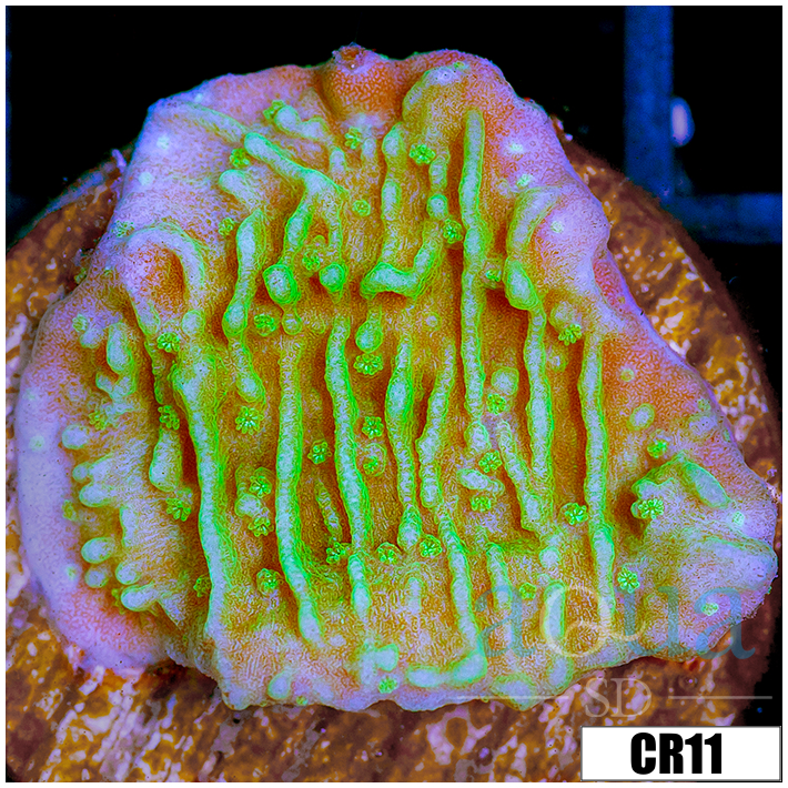 Nuclear Montipora