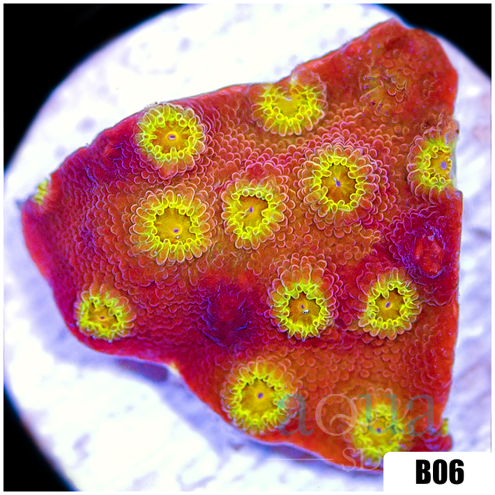 Golden Cyphastrea