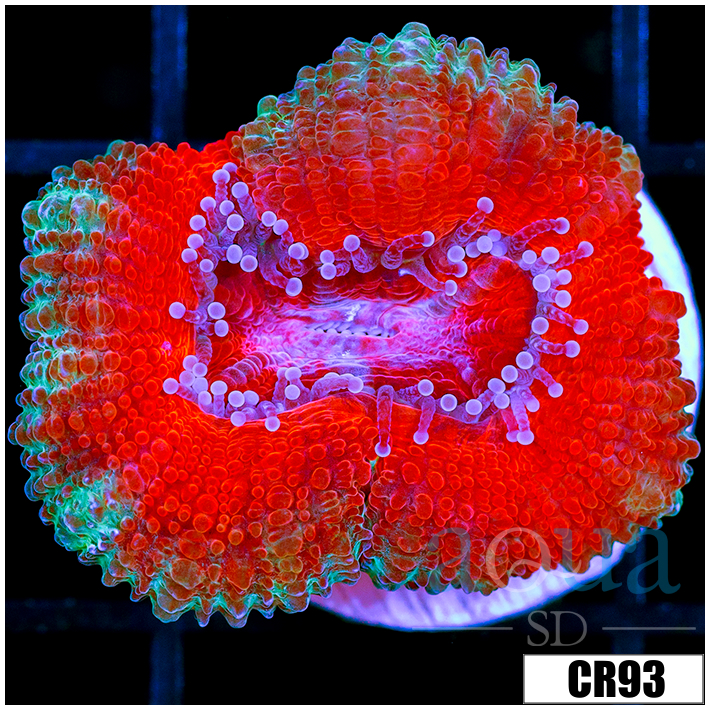 Teal Claw Acan Lord