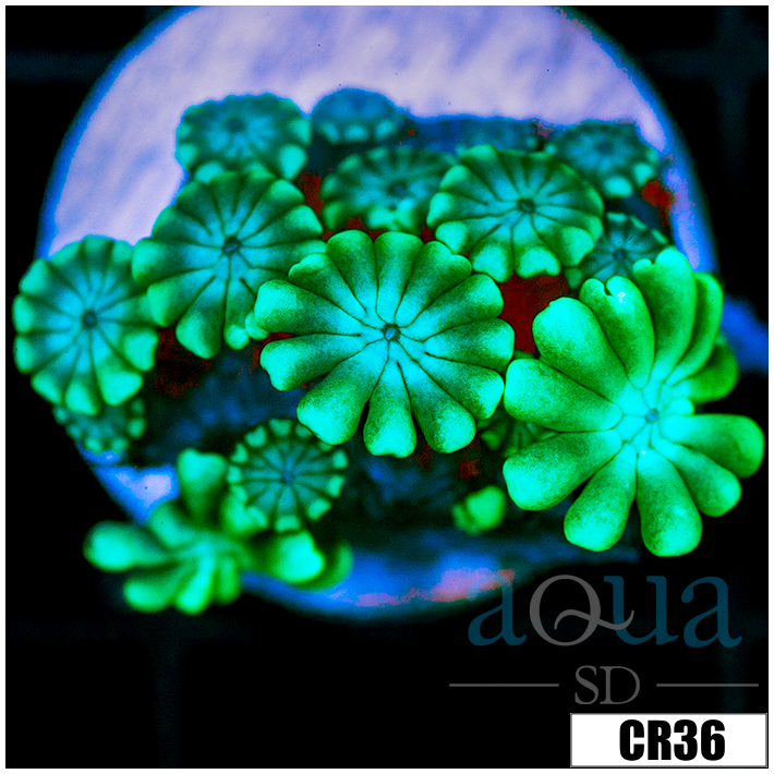 Green Petals Alveopora