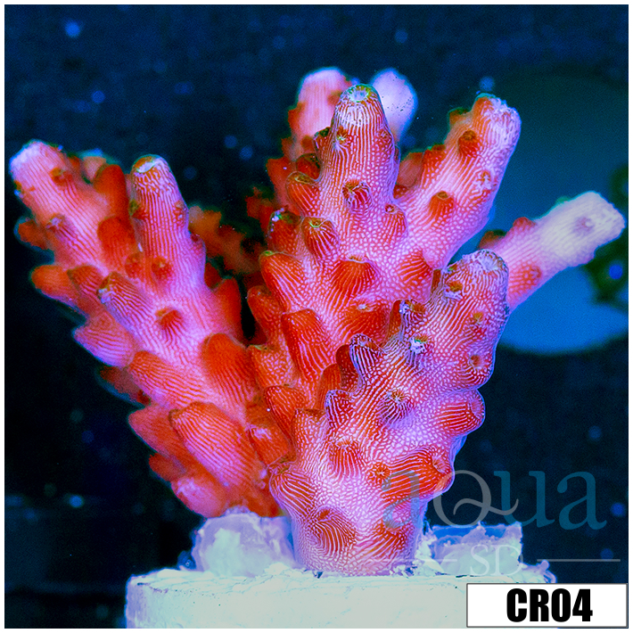 BC Unicorn Bubblebath Acropora