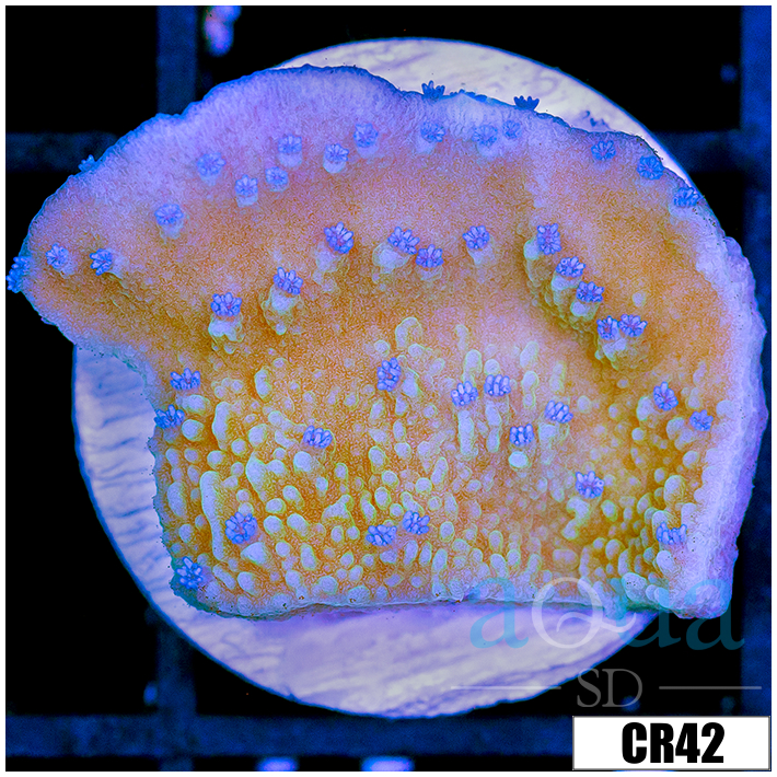 Blueberry Feilds Montipora