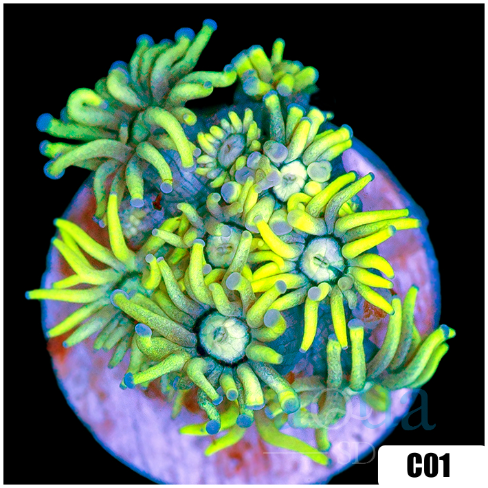 Neon Star Goniopora