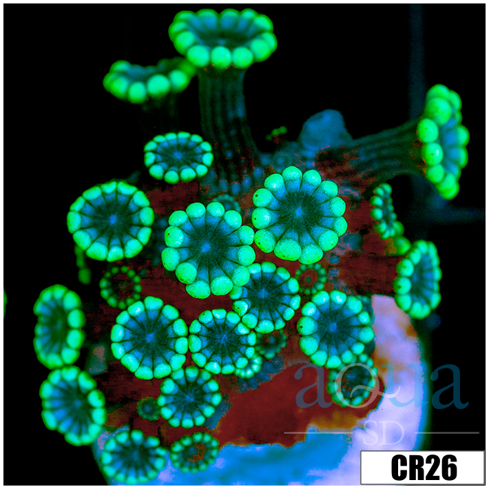 Green Petals Alveopora