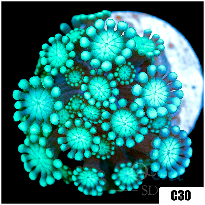 Green Petals Alveopora