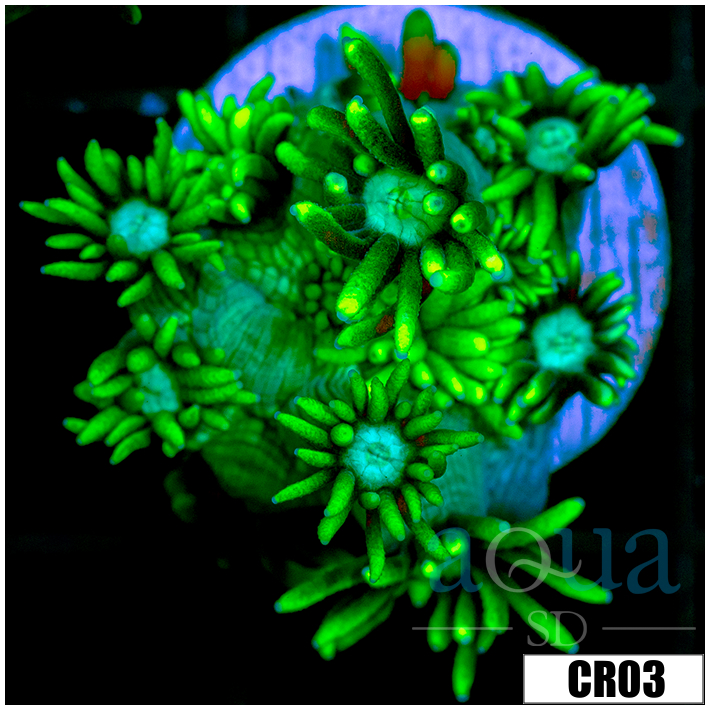 Neon Star Goniopora