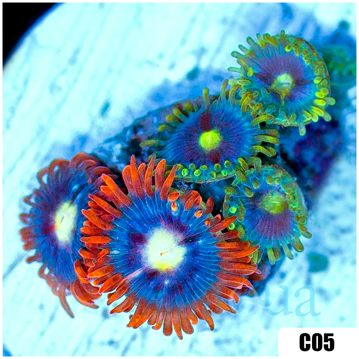 ASD Combo Zoanthids