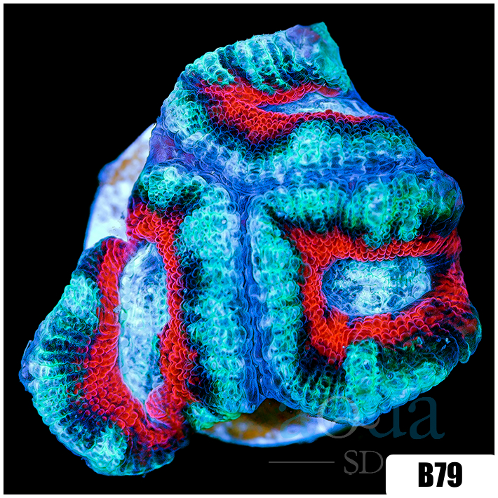 Ice Core Acan Lord