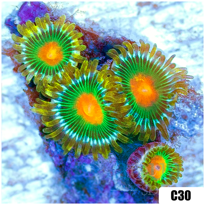 Gator Eyes Zoas