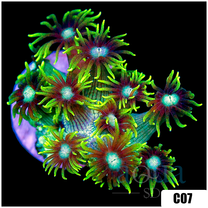 Neon Star Goniopora