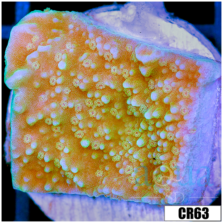 Grafted Montipora