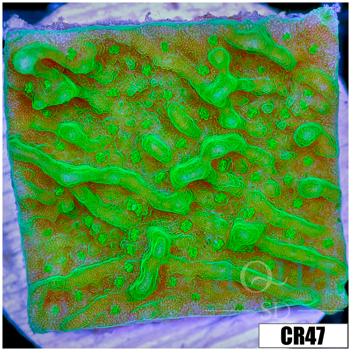 Nuclear Montipora