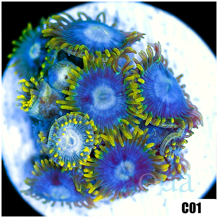 Blowpop Zoanthids